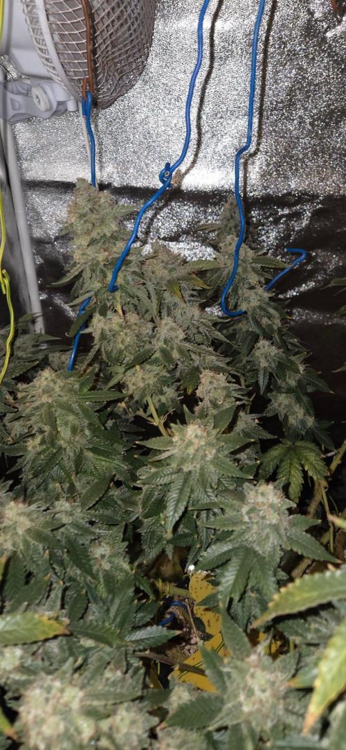Big Buddha Cheese. Week 21