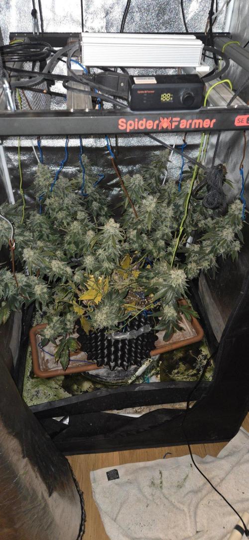 Big Buddha Cheese. Week 21