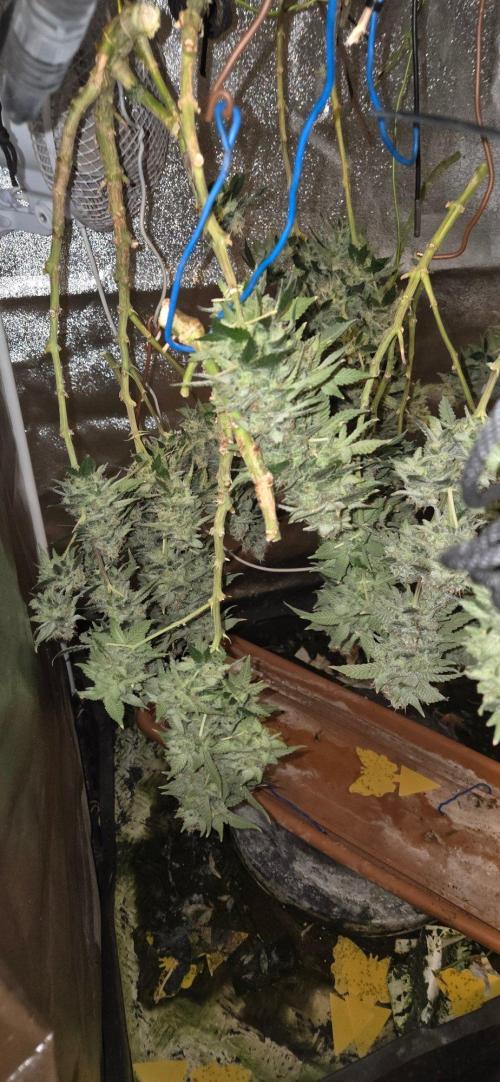Big Buddha Cheese. Week 21