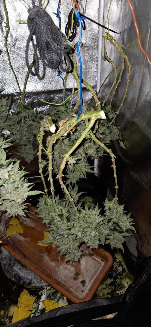 Big Buddha Cheese. Week 21