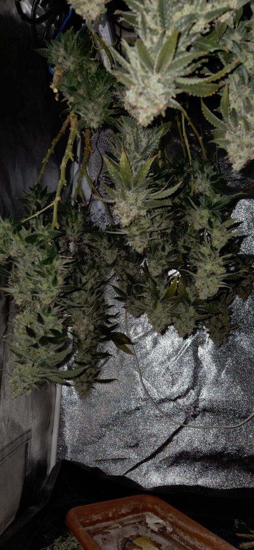 Big Buddha Cheese. Week 21