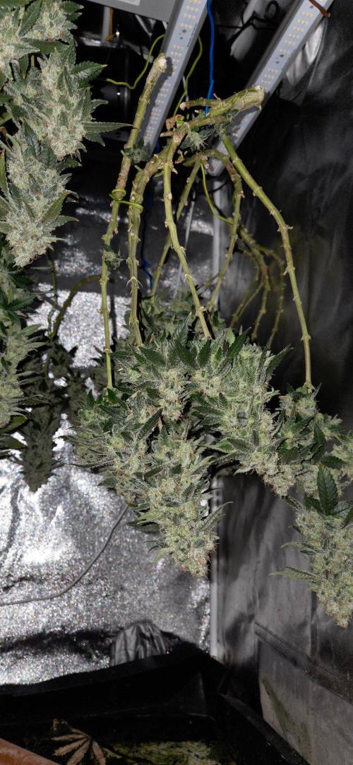 Big Buddha Cheese. Week 21