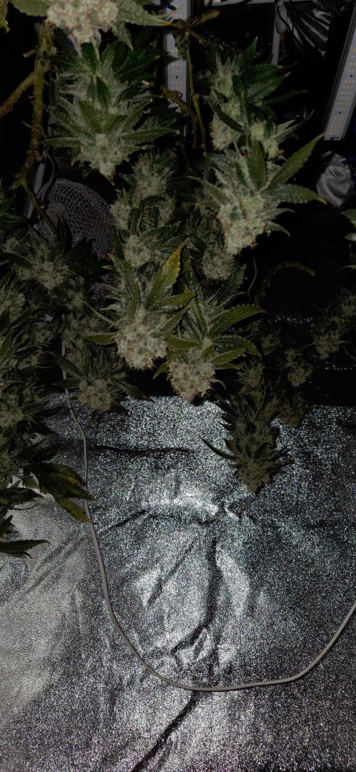 Big Buddha Cheese. Week 21