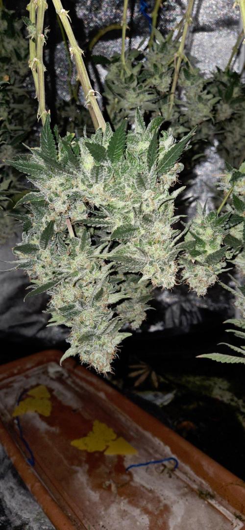 Cheese. Week 21