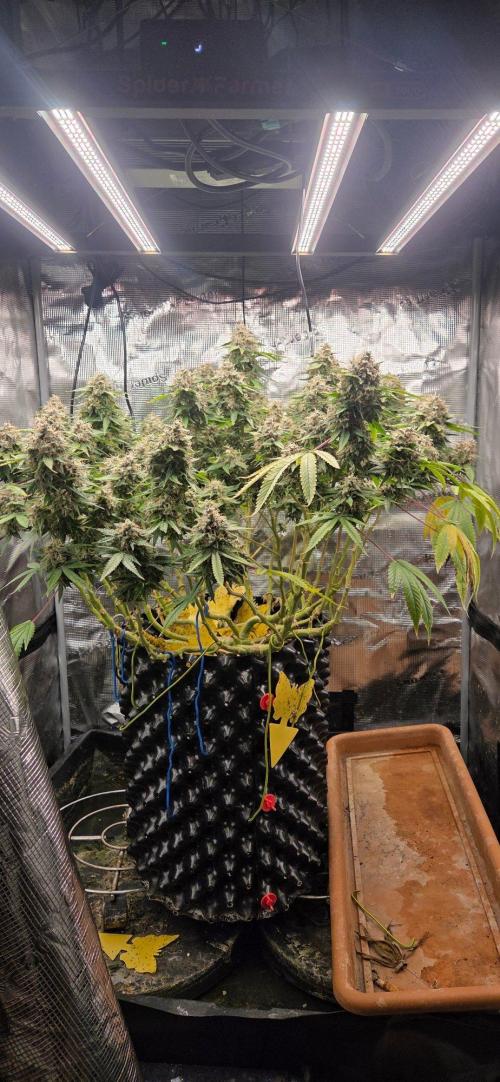 Frozen black cherry. Week 22