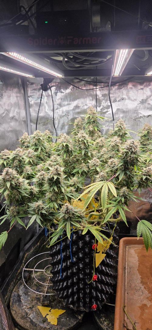 Frozen black cherry. Week 22