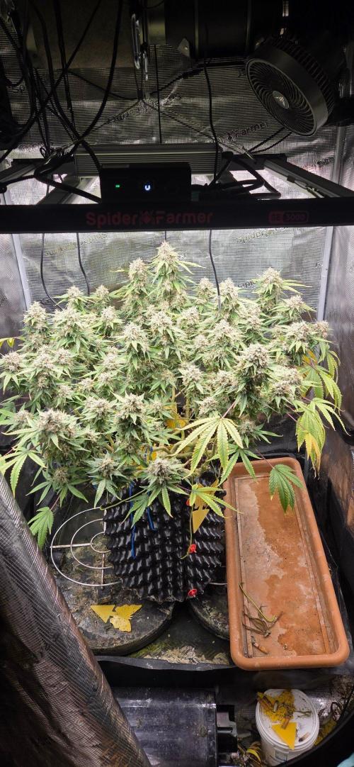 Frozen black cherry. Week 22