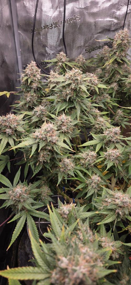 Frozen black cherry. Week 22