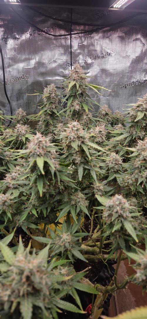 Frozen black cherry. Week 22