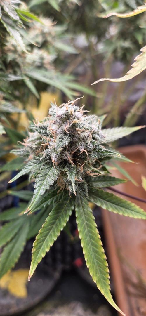 Frozen black cherry. Week 22
