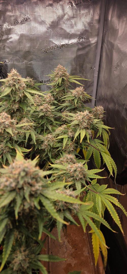 Frozen black cherry. Week 22