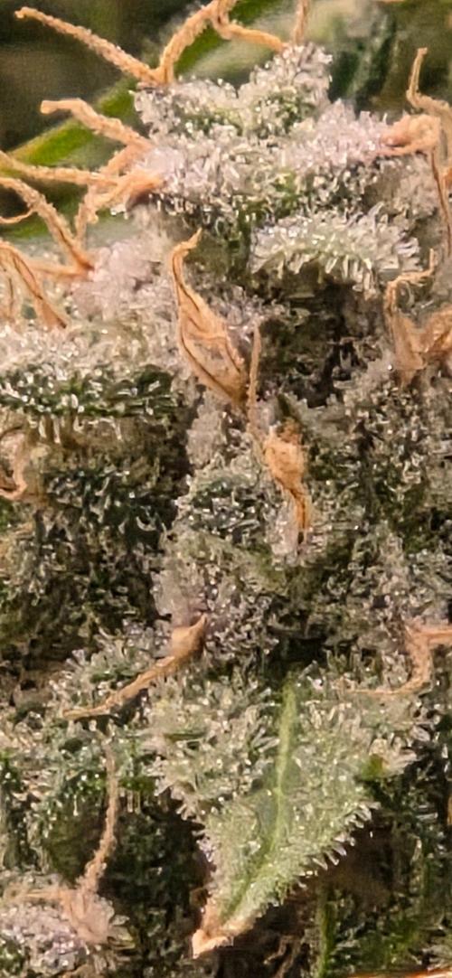 Frozen black cherry. Week 22