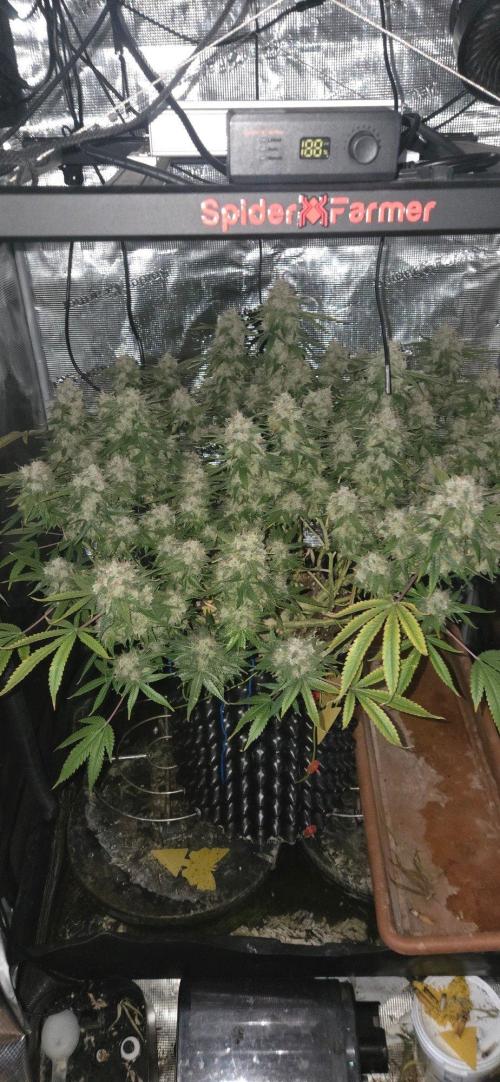 Frozen black cherry. Week 22