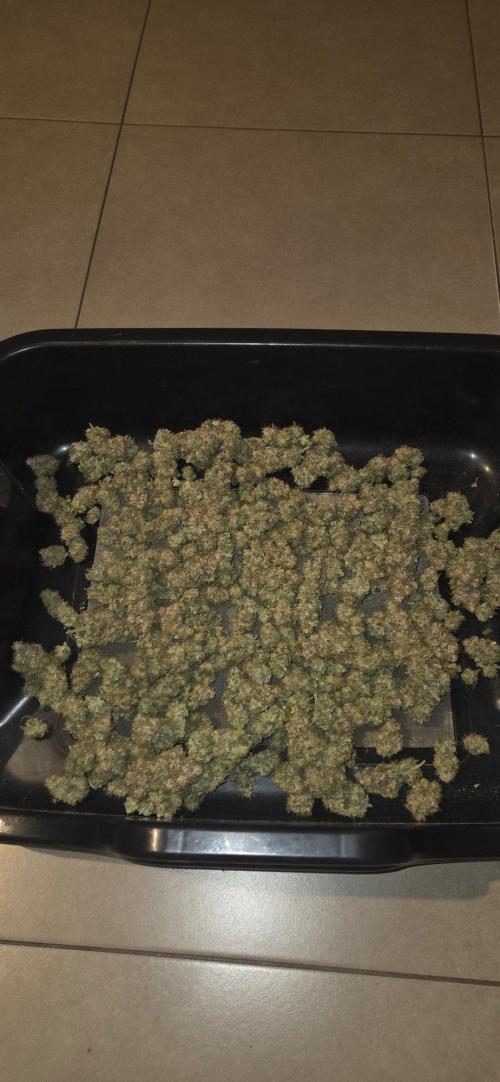 Big Buddha Cheese. Week 22