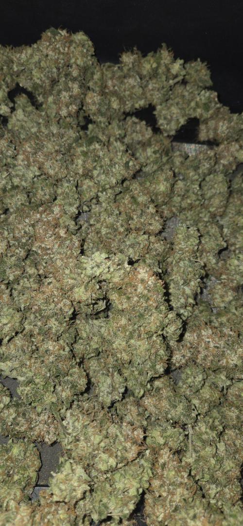 Big Buddha Cheese. Week 22