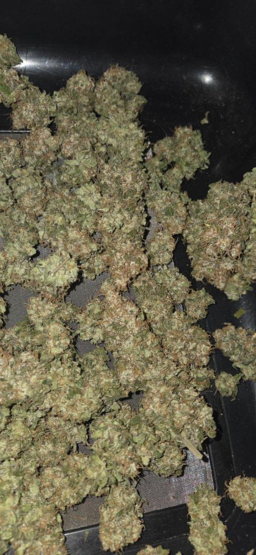 Big Buddha Cheese. Week 22