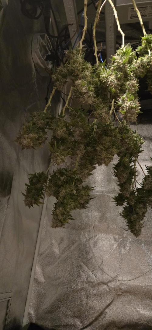 Frozen black cherry. Week 23