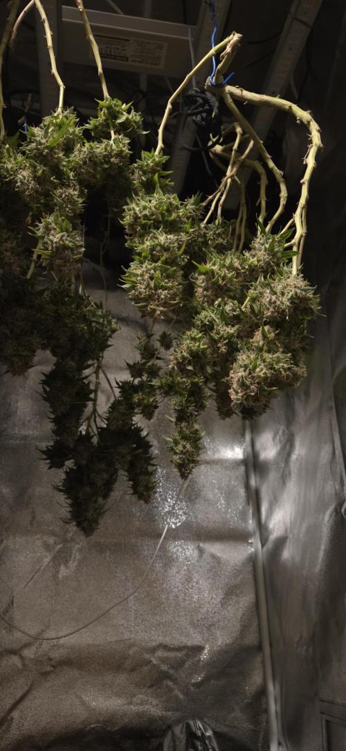 Frozen black cherry. Week 23