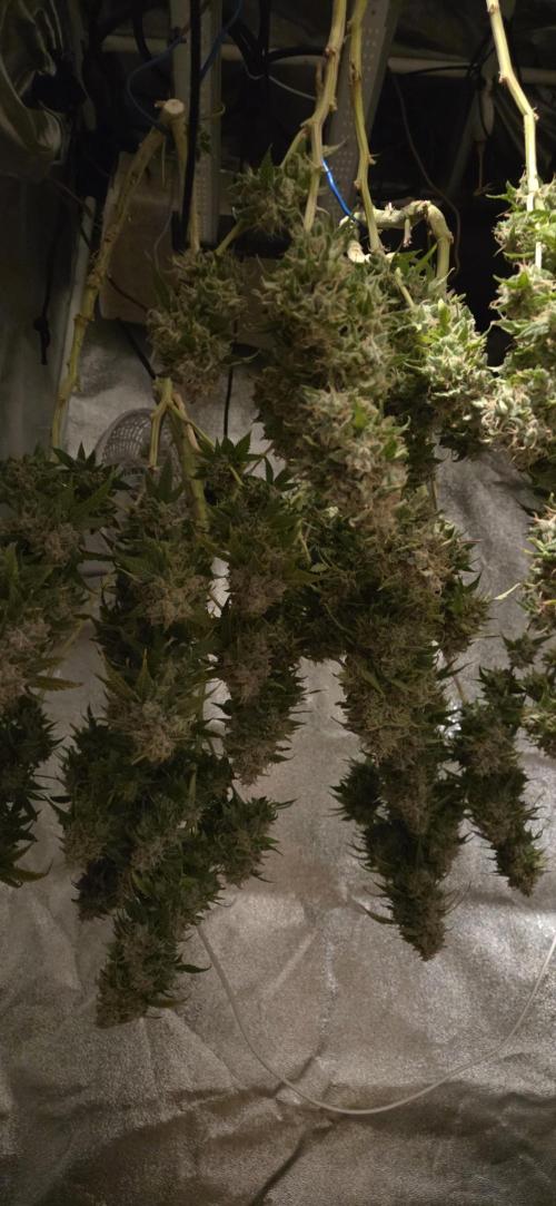 Frozen black cherry. Week 23