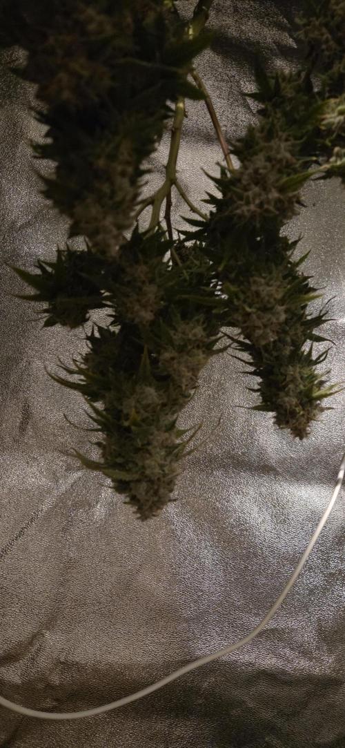 Frozen black cherry. Week 23