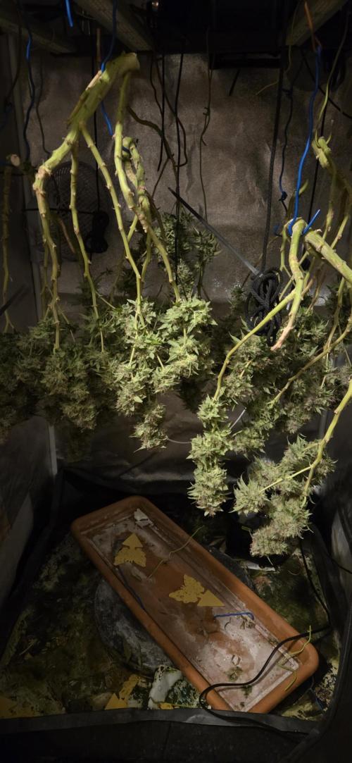 Frozen black cherry. Week 23