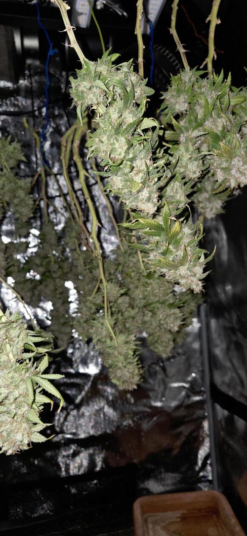 Frozen black cherry. Week 23