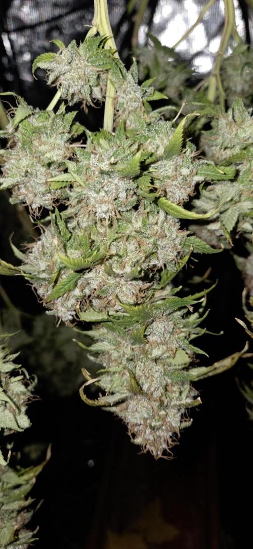 Frozen black cherry. Week 23