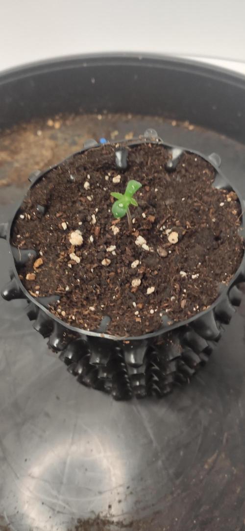 Delicious? Sunday Punch early. Week 0