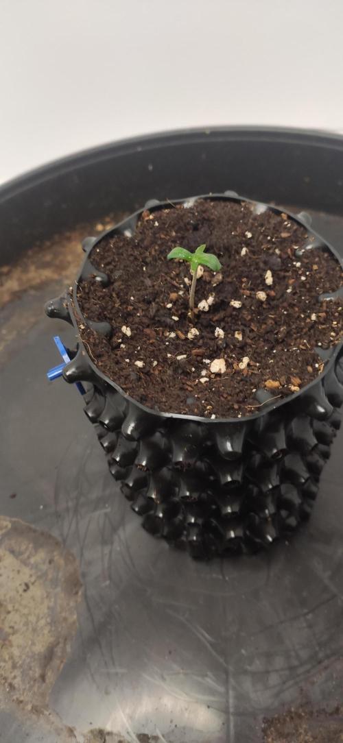 Delicious? Sunday Punch early. Week 0