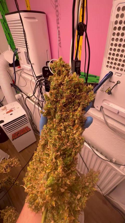 Gorilla Z Auto Fast Buds
