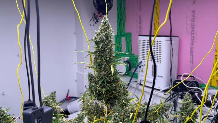 Gorilla Z Auto Fast Buds