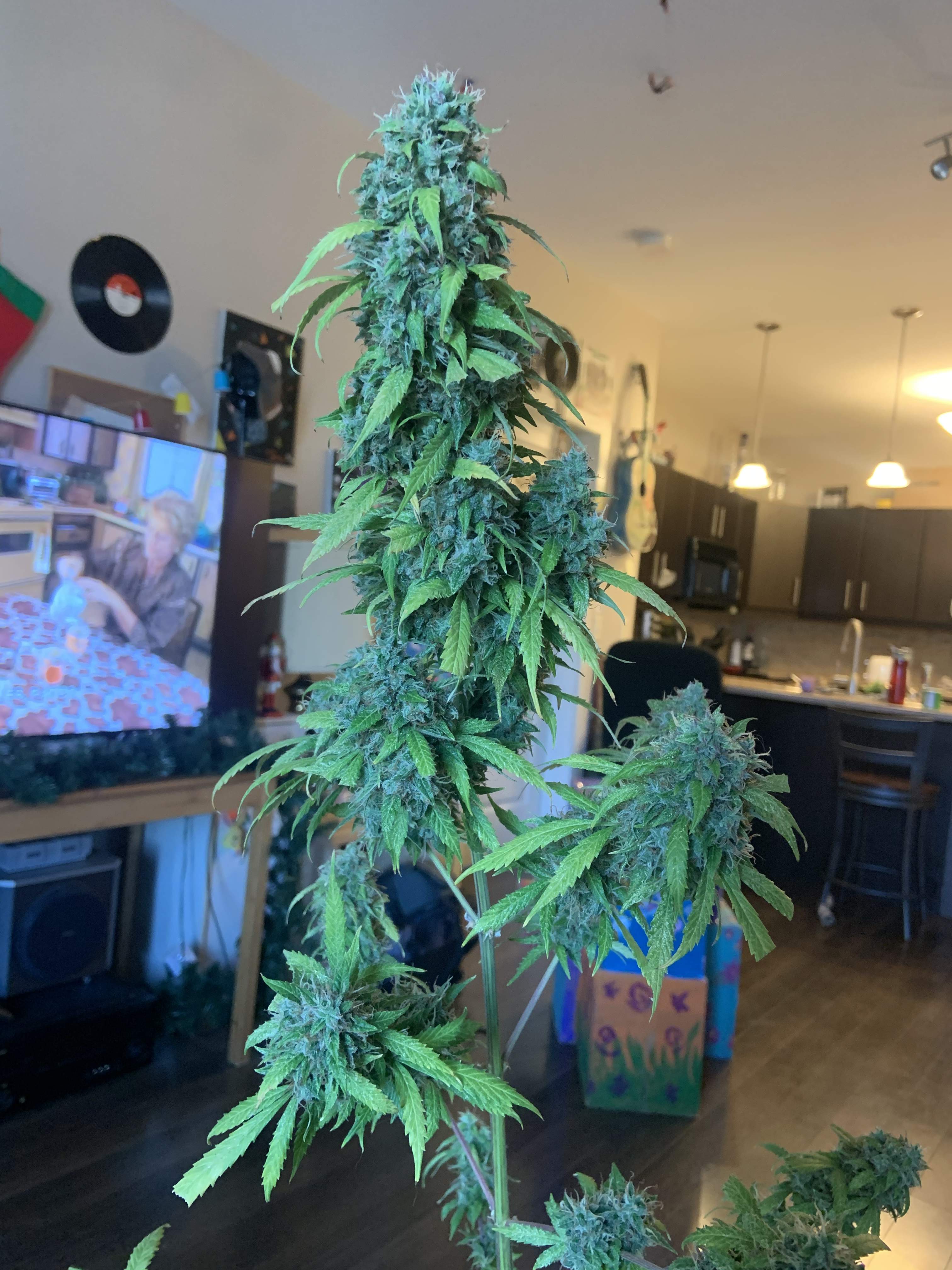 Crop King Seeds Blue Cheese Autoflower grow diary (journal) harvest12 by GrowDiaries