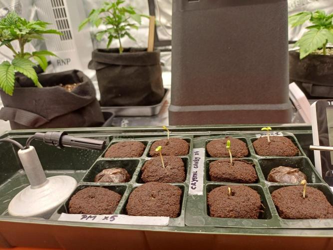 Fast Candy Slow Marker. Week 0