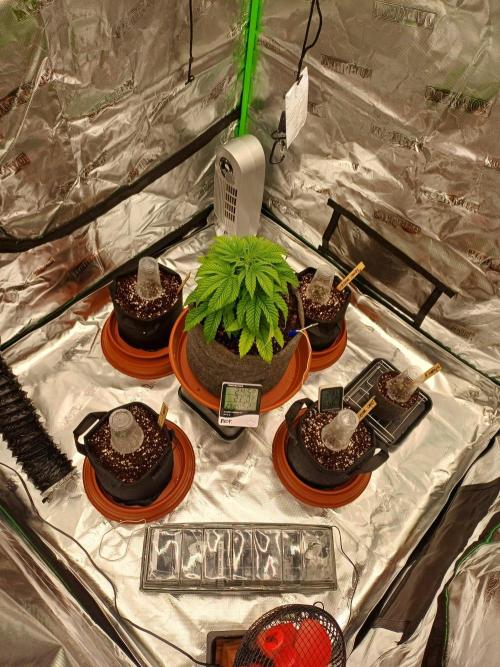 Fast Candy Slow Marker. Week 0 - Post transplant. 