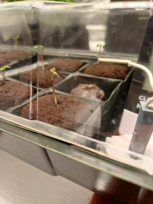 Fast Candy Slow Marker. Week 0 - Helmet