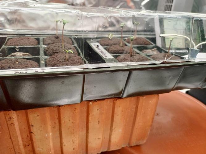 Fast Candy Slow Marker. Week 0