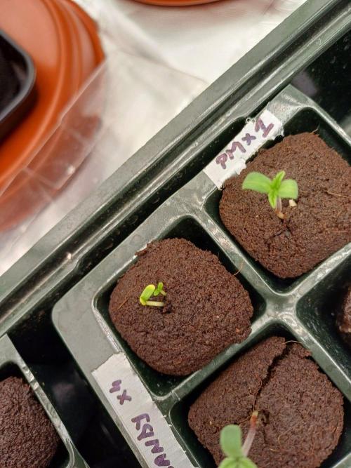 Fast Candy Slow Marker. Week 0 - ?? 2 seeds? or twins? 