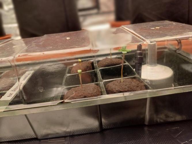 Fast Candy Slow Marker. Week 0 - Dome too small. Decided to transplant