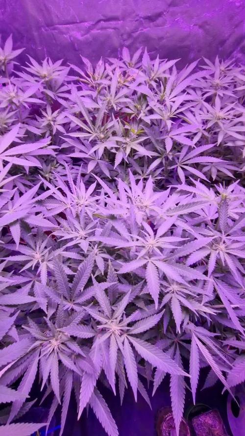 Bagseeds November 2024