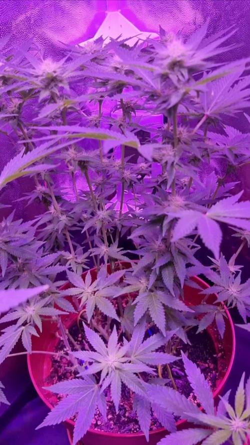 Bagseeds November 2024