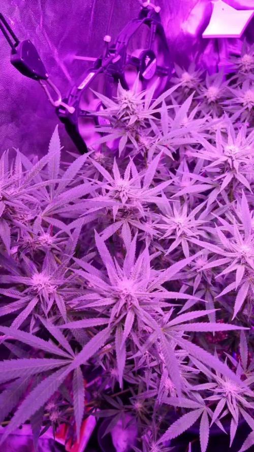 Bagseeds November 2024