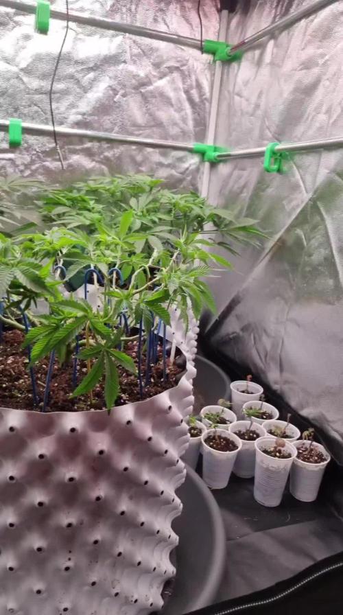 Bluzcotti Vaders Cut Fem Photo