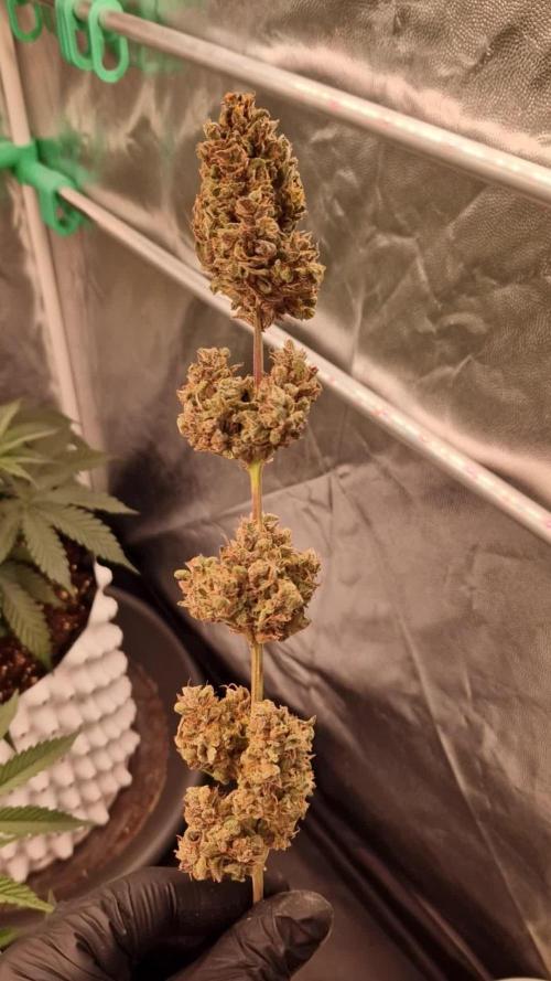 Forbidden Fruit Auto