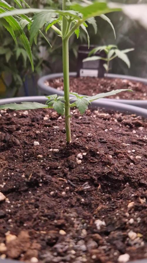 Gorilla Z Auto