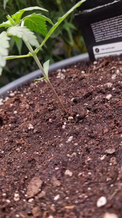 CBD 20:1 Auto