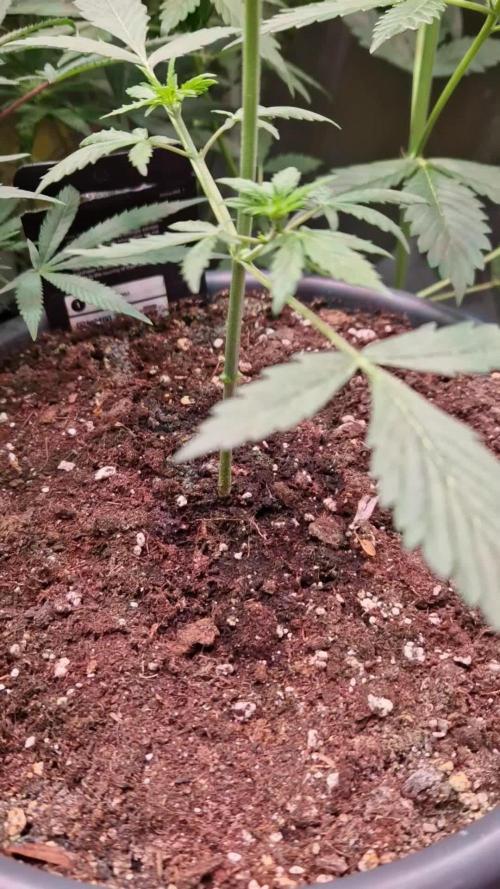 CBD 20:1 Auto