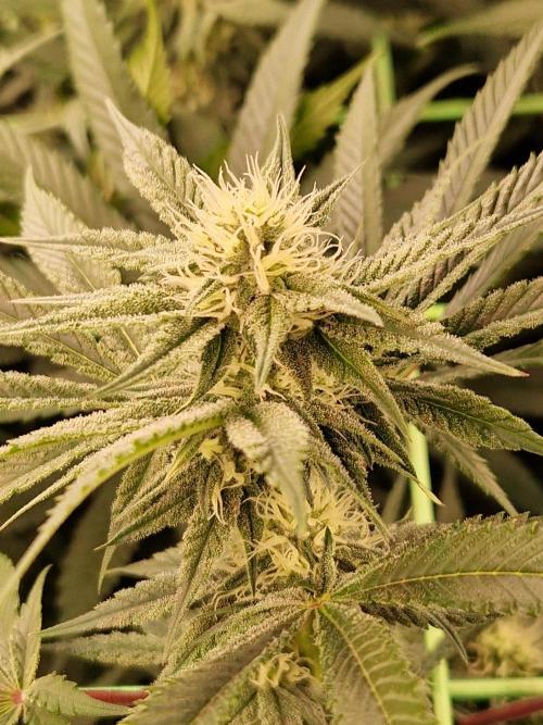 Permanent Melons. Week 14 - 01.11.25 