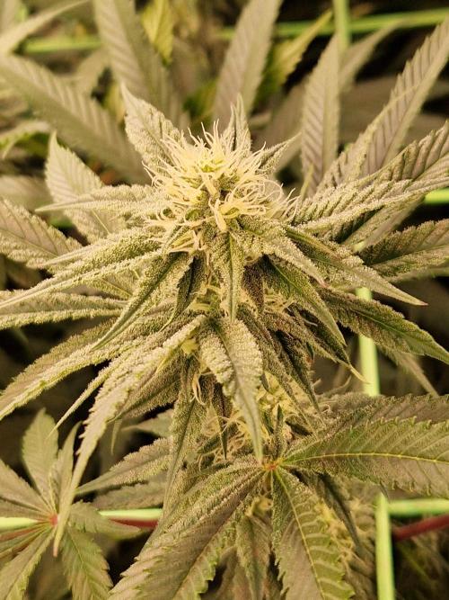 Permanent Melons. Week 14 - 02.11.25 