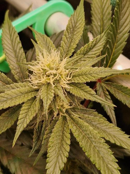 Permanent Melons. Week 14 - 02.11.25 