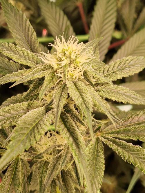 Permanent Melons. Week 14 - 02.11.25 